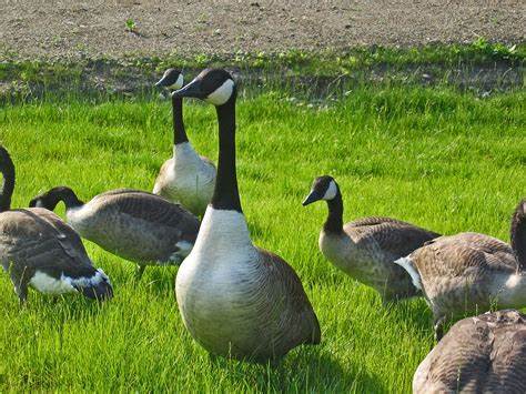 Geese in Park