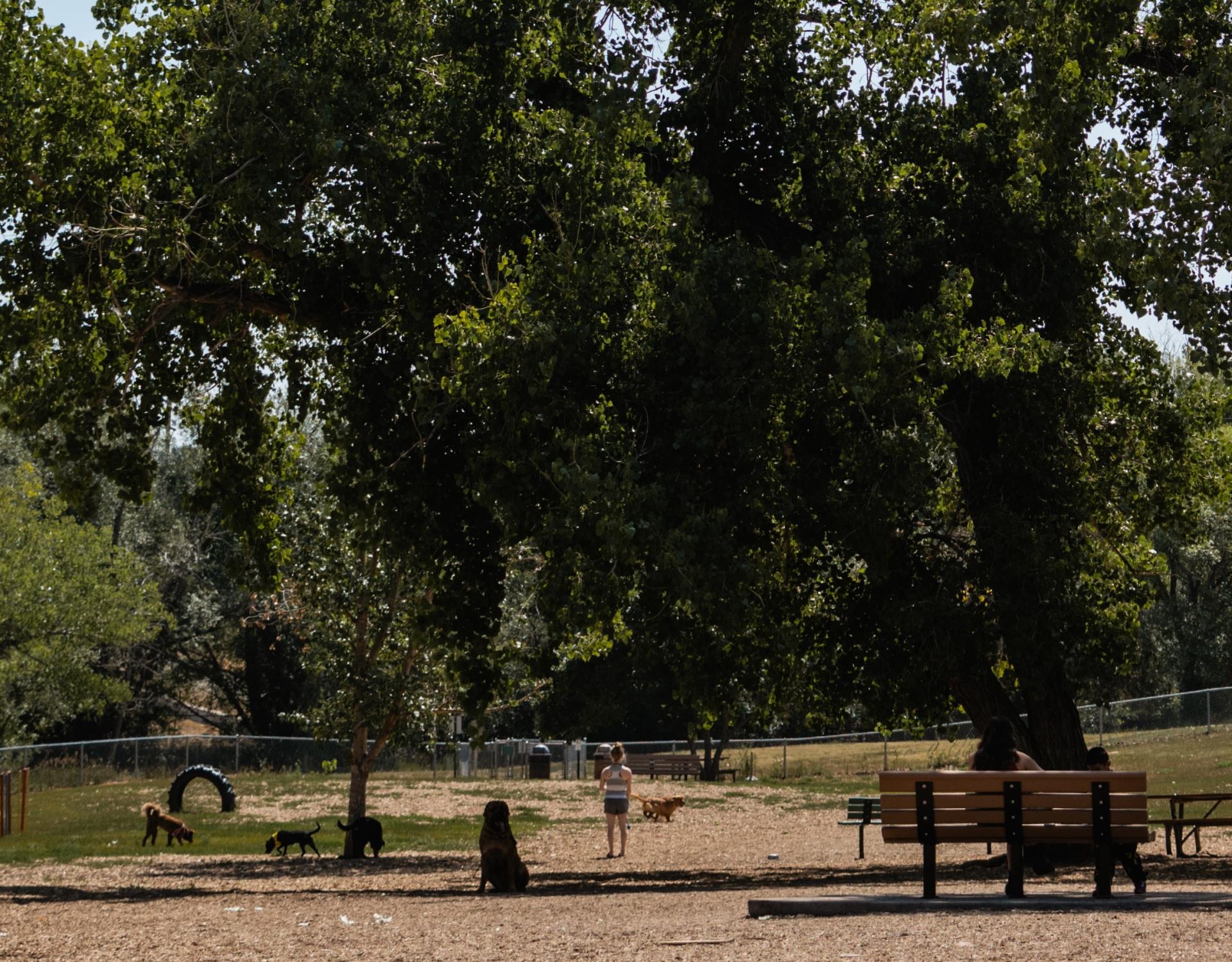 Canine Corral