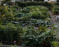 Community Garden