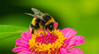 Bee sitting on flower