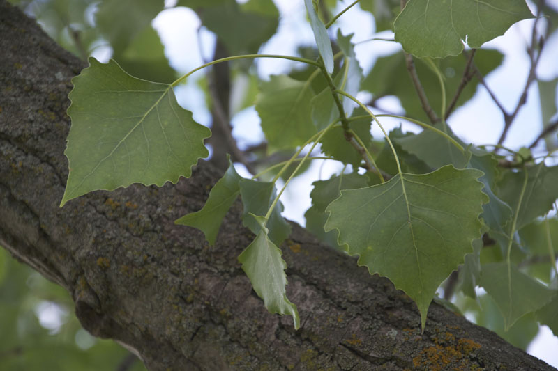 Plains Cottonwood